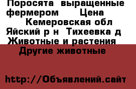 Поросята, выращенные фермером!!! › Цена ­ 1 500 - Кемеровская обл., Яйский р-н, Тихеевка д. Животные и растения » Другие животные   